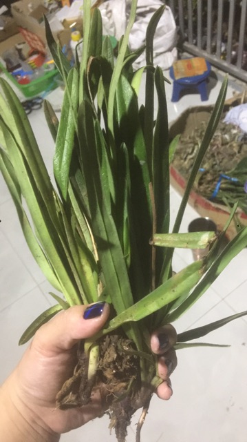 Lan Bạch Hạc trắng