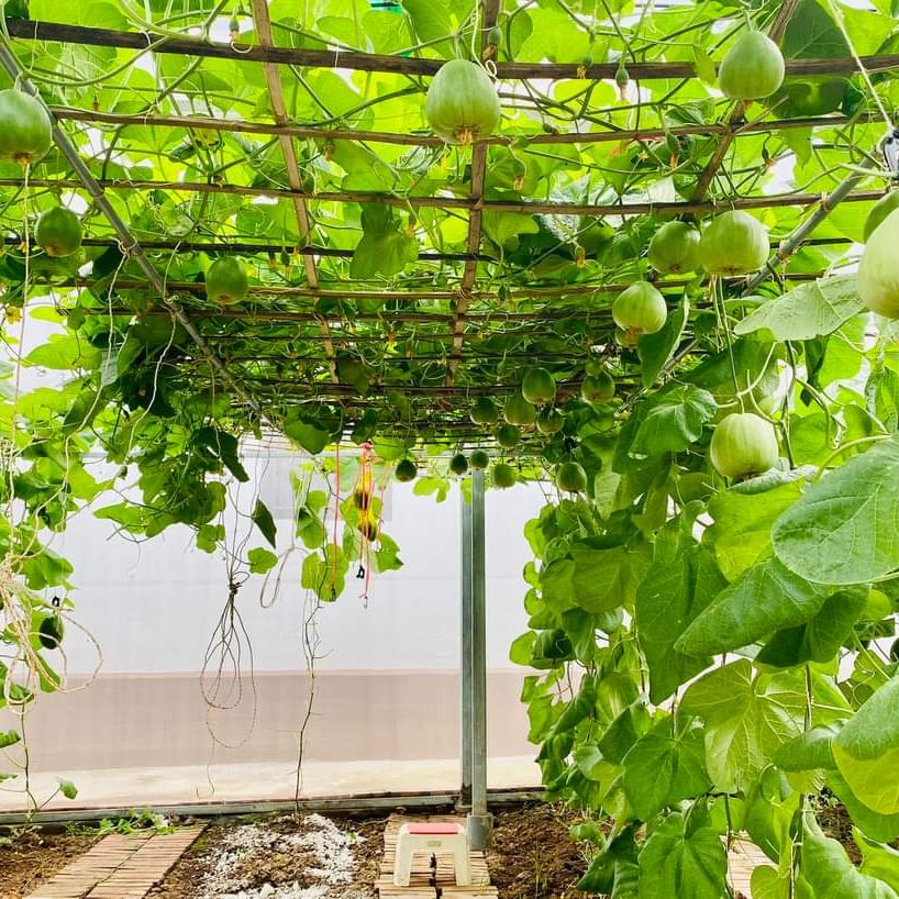 Hạt giống Dưa Lê Popoca (0,5g~35 hạt) trái siêu ngọt, thơm, chắc quả, trồng quanh năm- Hạt giống Rạng Đông