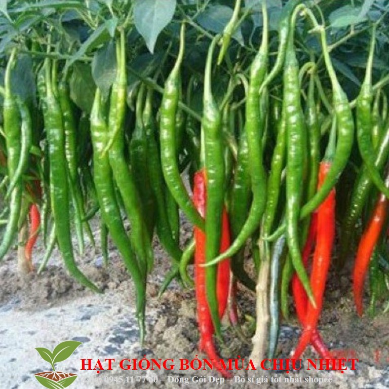 HG17A Hạt giông ớt dài hàn quốc 10 hạt