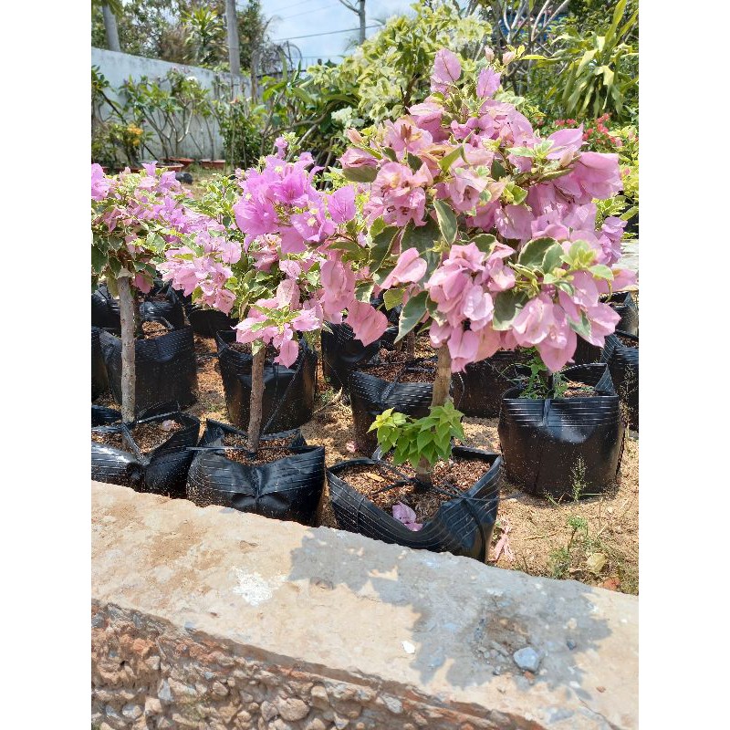 cây hoa giấy hồng lợt
