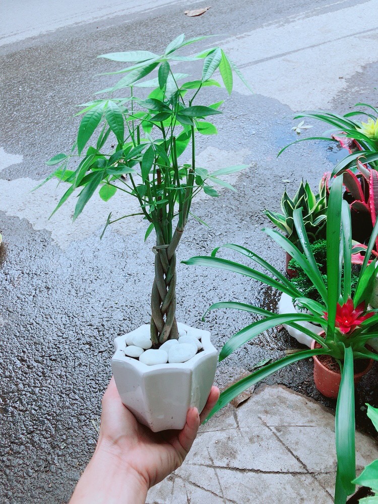 Chậu Kim Ngân Thắt Bính Mini