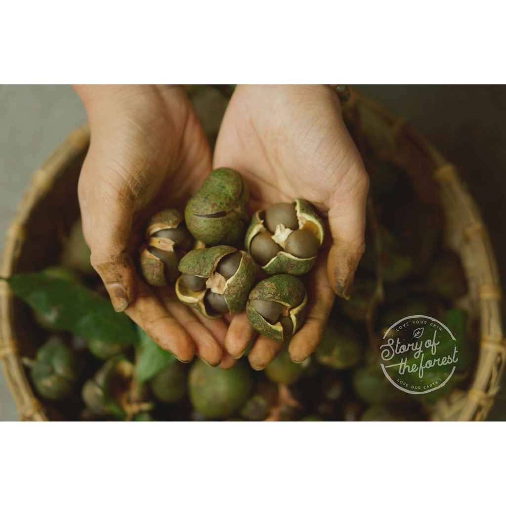DẦU HẠT TRÀ CAMELLIA OIL - TÍA TÔ [STORY OF THE FOREST]
