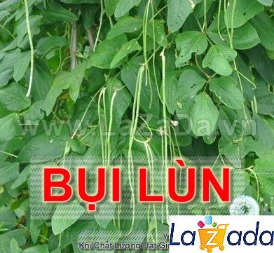 20Gr Hạt Giống Đậu Đũa Bụi (A5.304| G2*W23)