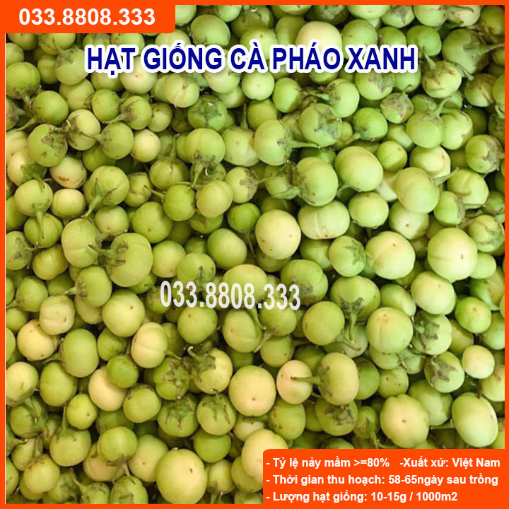 Hạt Giống Cà Pháo Xanh - Quả To Đẹp
