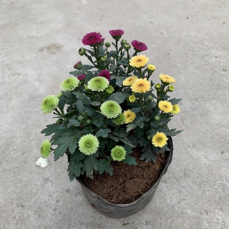 10cây giống cúc ruby 4-5 màu