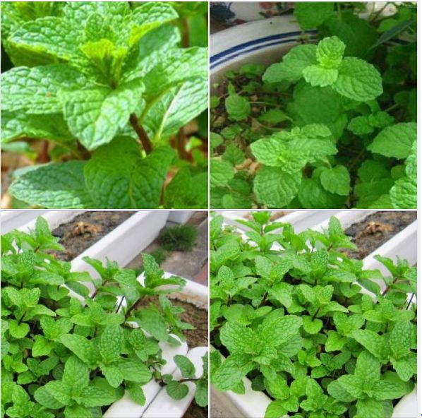 Hạt giống húng bạc hà – gói 100 hạt