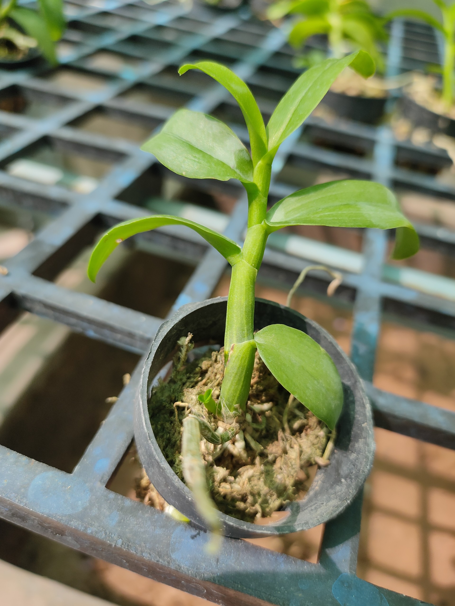 Phi điệp 5ct phú thọ hàng gieo hạt
