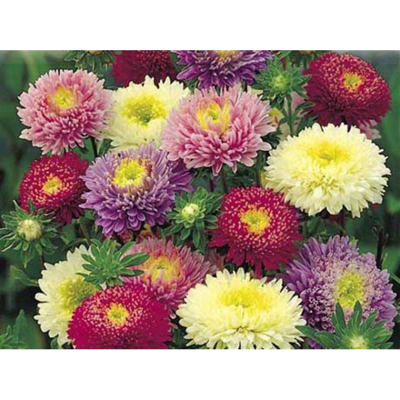 Chrysanthemum seeds great đóa mix-pack 0.5gr