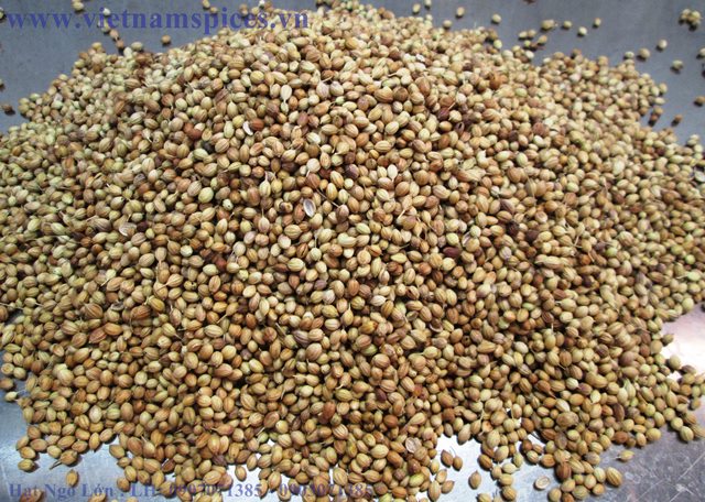 Hạt Ngò Lớn (Ngò Tây) Ngò Gai 200gram