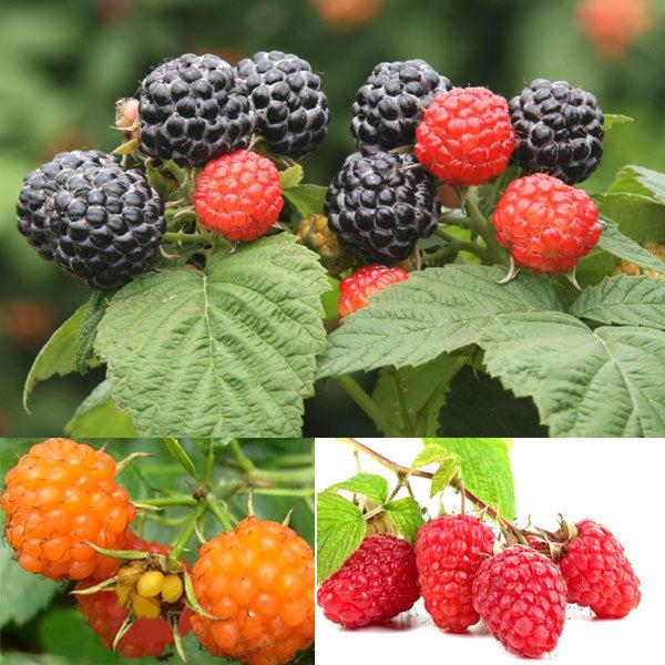 Raspberry mixed color seeds - Sale Off