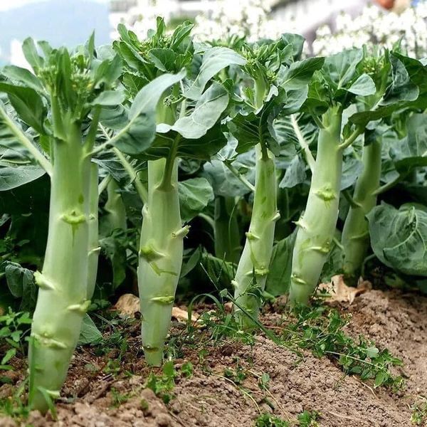 Hạt giống cải ngồng mập gói 10gr