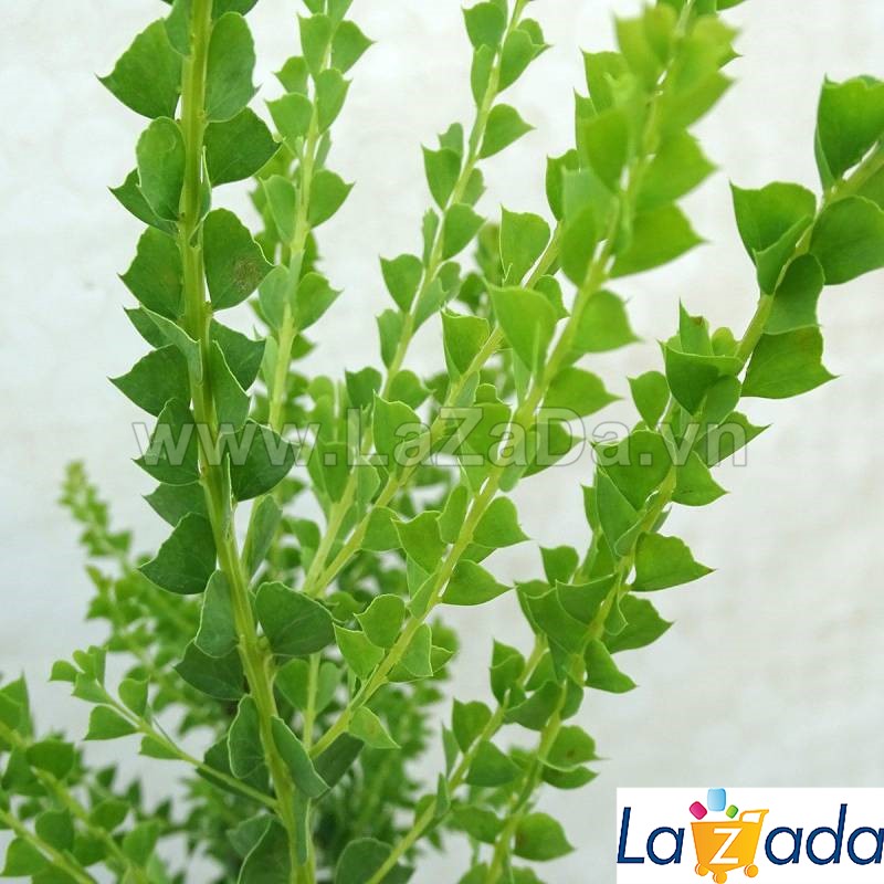 50h Hạt Giống Cây Mimosa Tam Giác (| -KD: B21*X58*M205)