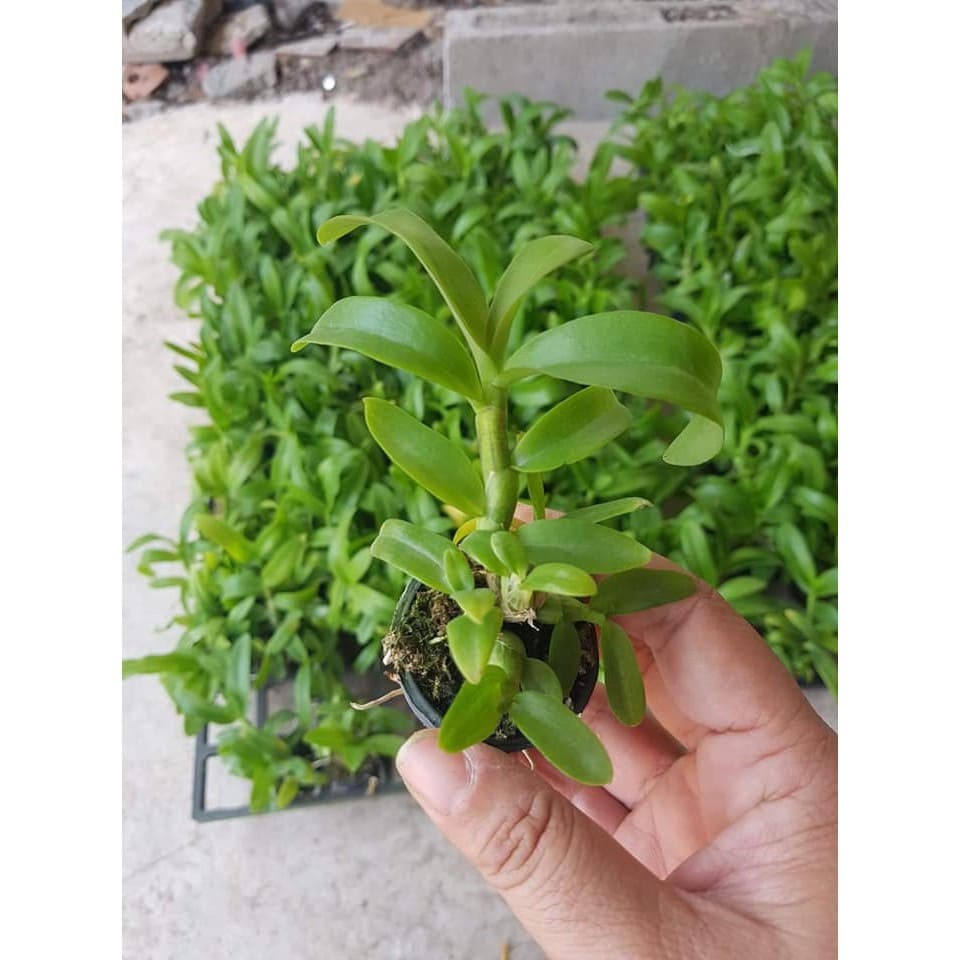 Phi Điệp Hồng Yên Thủy (cây con giống gieo hạt)