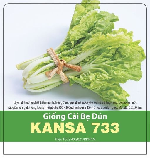 Cải bẹ dún kansa