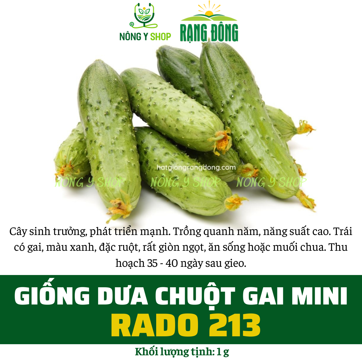 Hạt giống dưa leo các loại Rạng Đông, dưa leo trái dài, dưa leo Nhật, dưa chuột, dưa nếp, dưa bao tử, dưa chuột leo mini