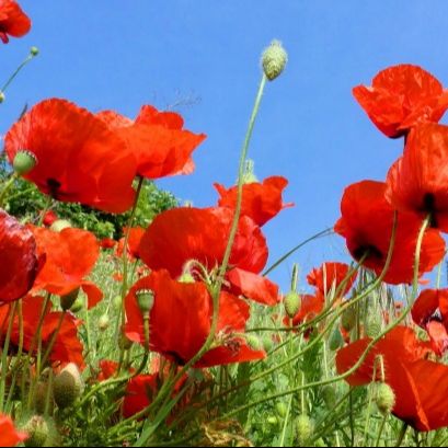 Hạt giống hoa poppy