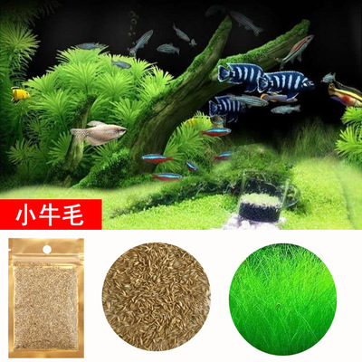 2 gói hạt giống cây thủy sinh dùng trang trí hồ cá