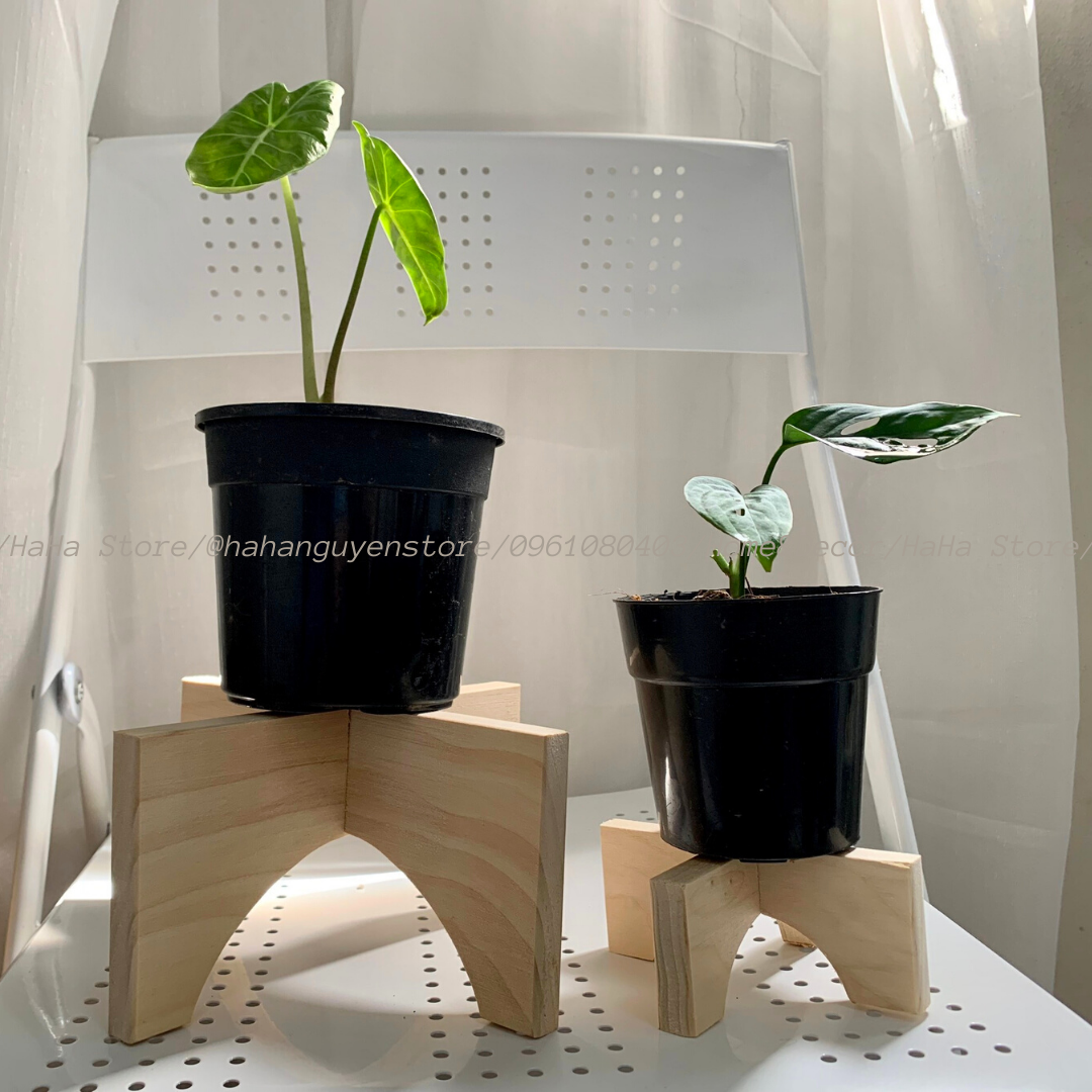Đôn Gỗ Đặt Chậu Cây Chân Gỗ Để Cây Cảnh CCG11