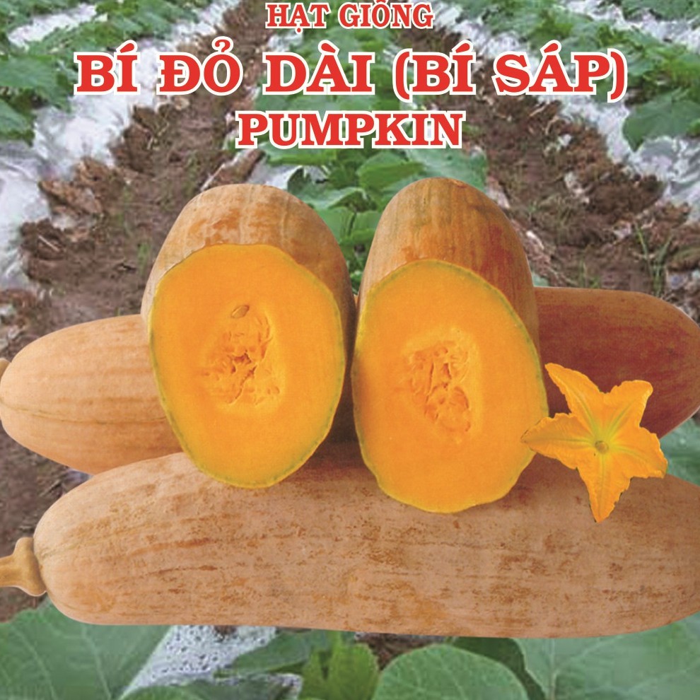 10 Hạt giống bí đỏ dài bí sáp