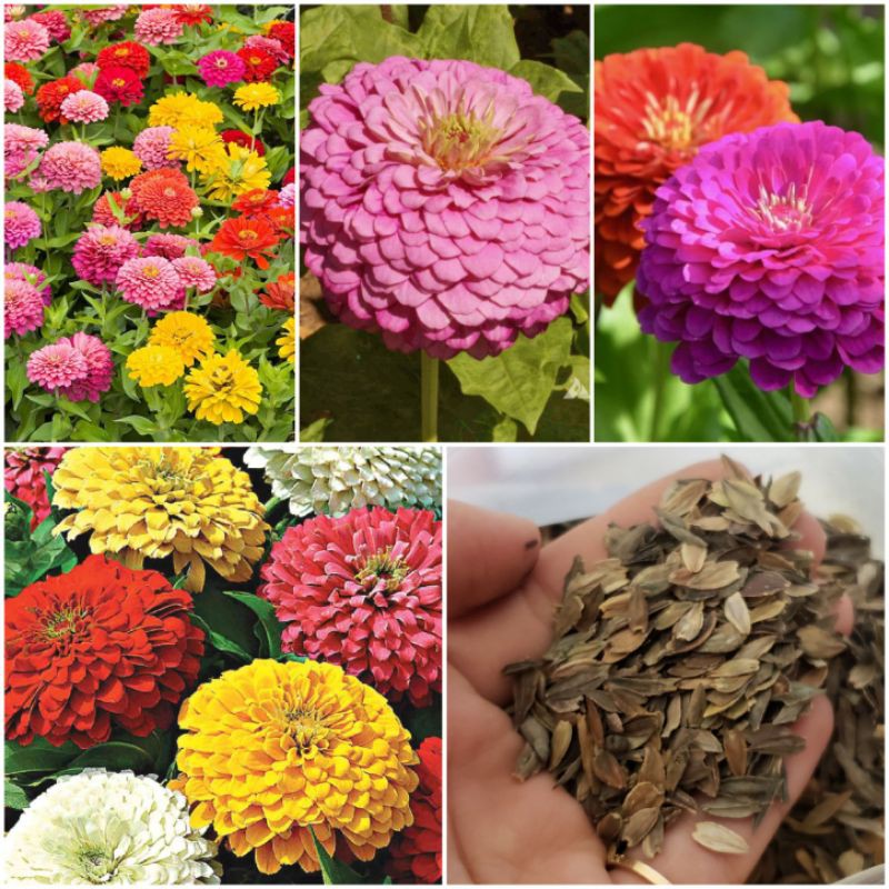 Hạt giống hoa cúc lá nhám kép mix màu - 100 hạt