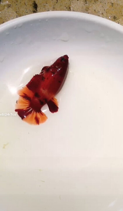 Betta Mái Nemo Galaxy