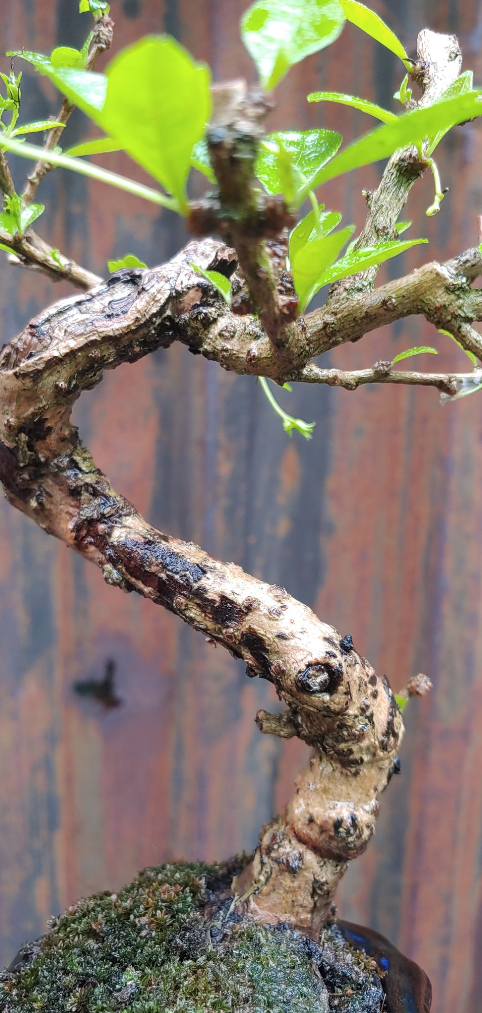 TRÀ PHÚC KIẾN bonsai mini (bùm sụm)