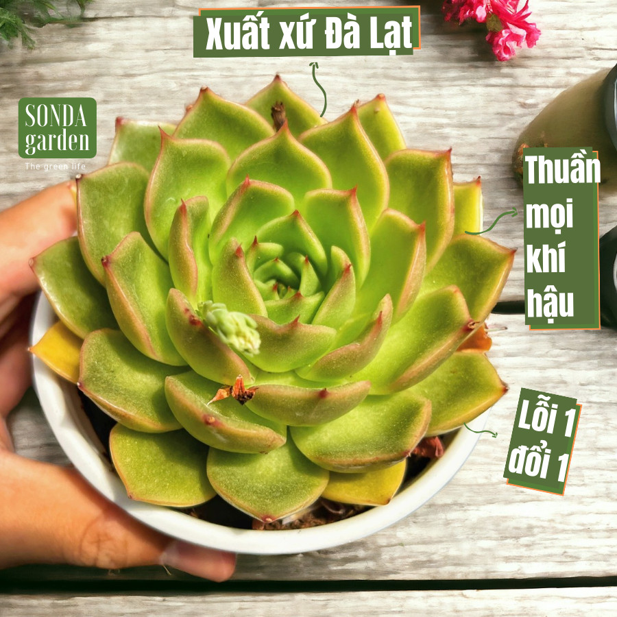 Sen đá đế vương xám size trung bình xuất sứ đà lạt lỗi 1 đổi 1