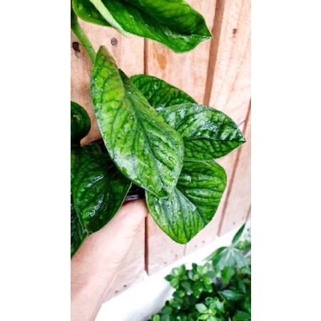 Cây trầu bà hạnh phúc Monstera Peru