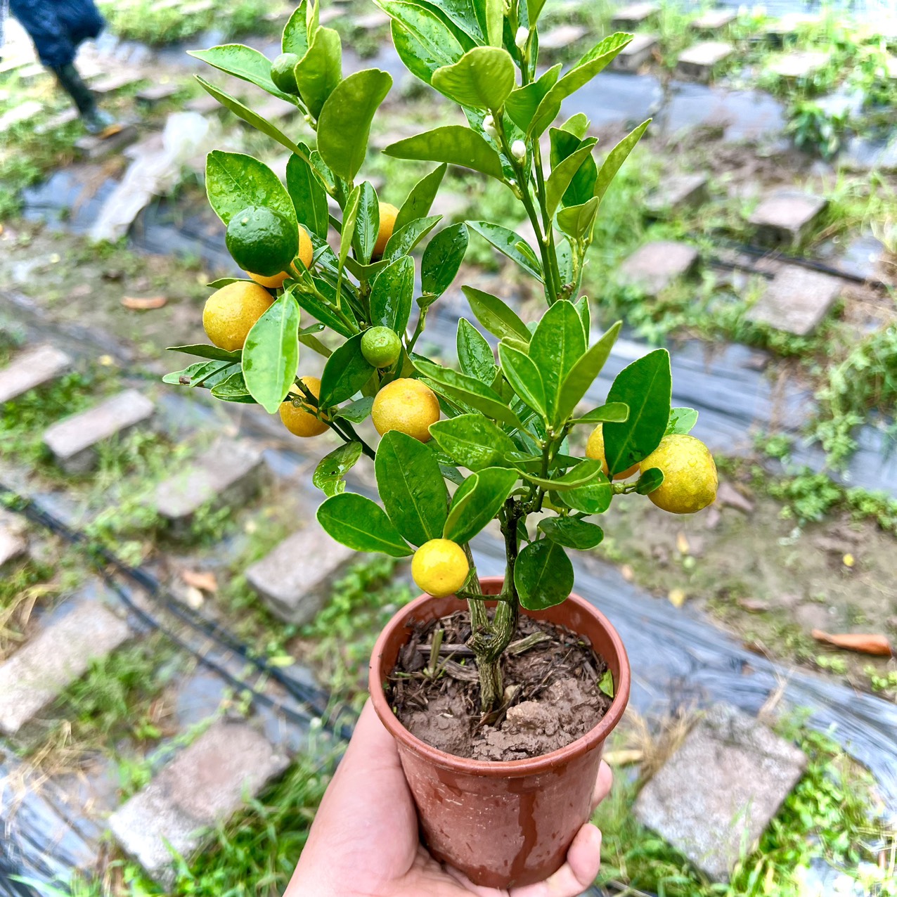 [Chỉ Giao Miền Bắc] Quất siêu mini cao 20cm (ảnh thật)
