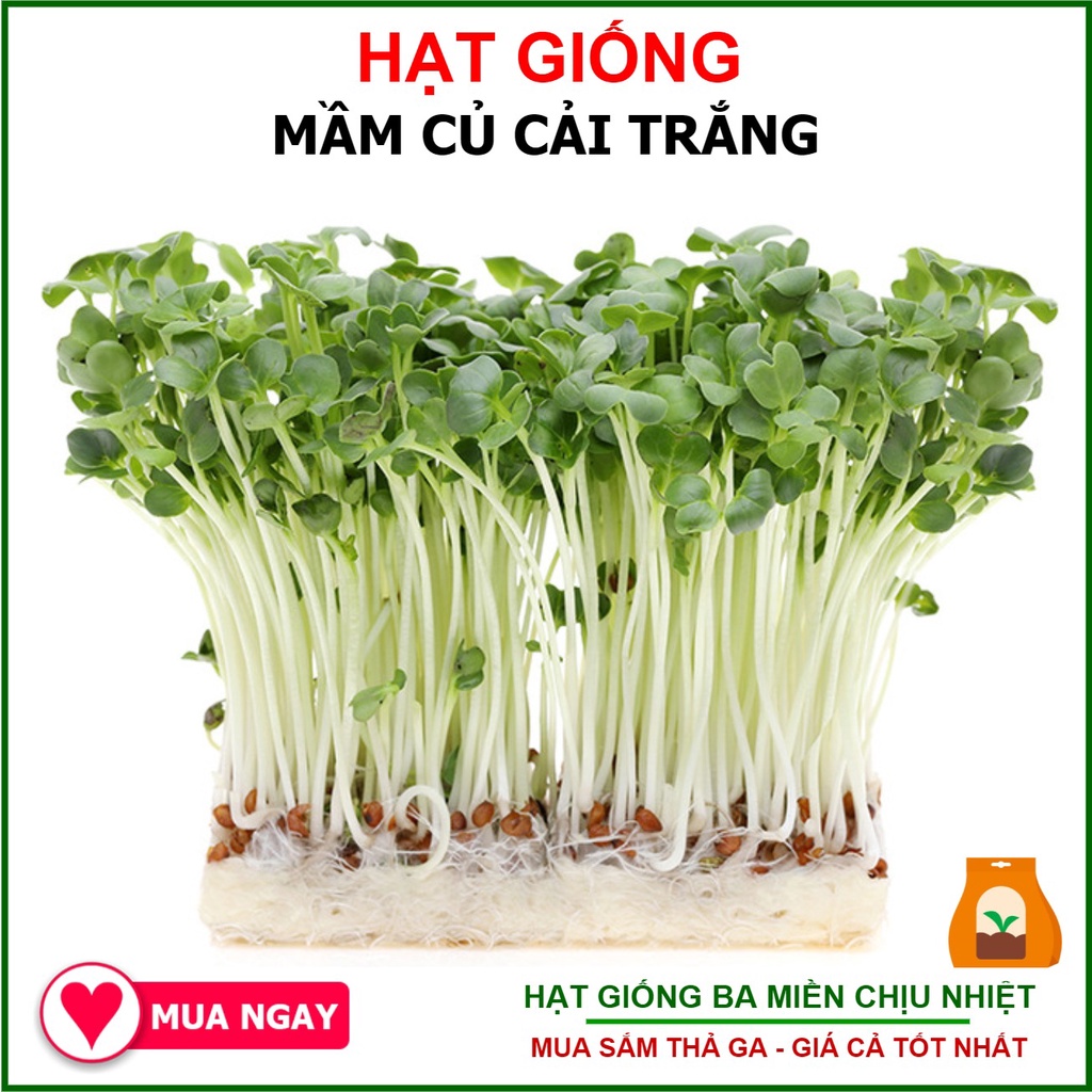Hạt giống rau mầm củ cải trắng 50 gram