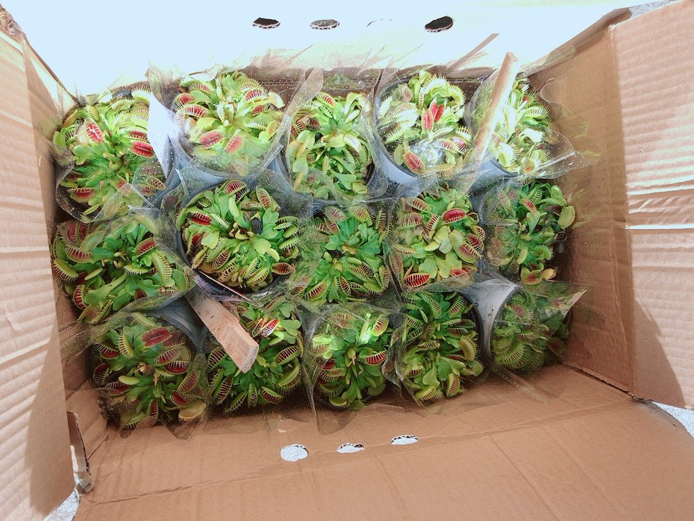Cây Bẫy Kẹp Ăn Thịt Côn Trùng