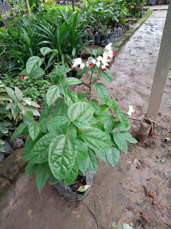 Chậu hoa ngọc nữ trang trí sân vườn