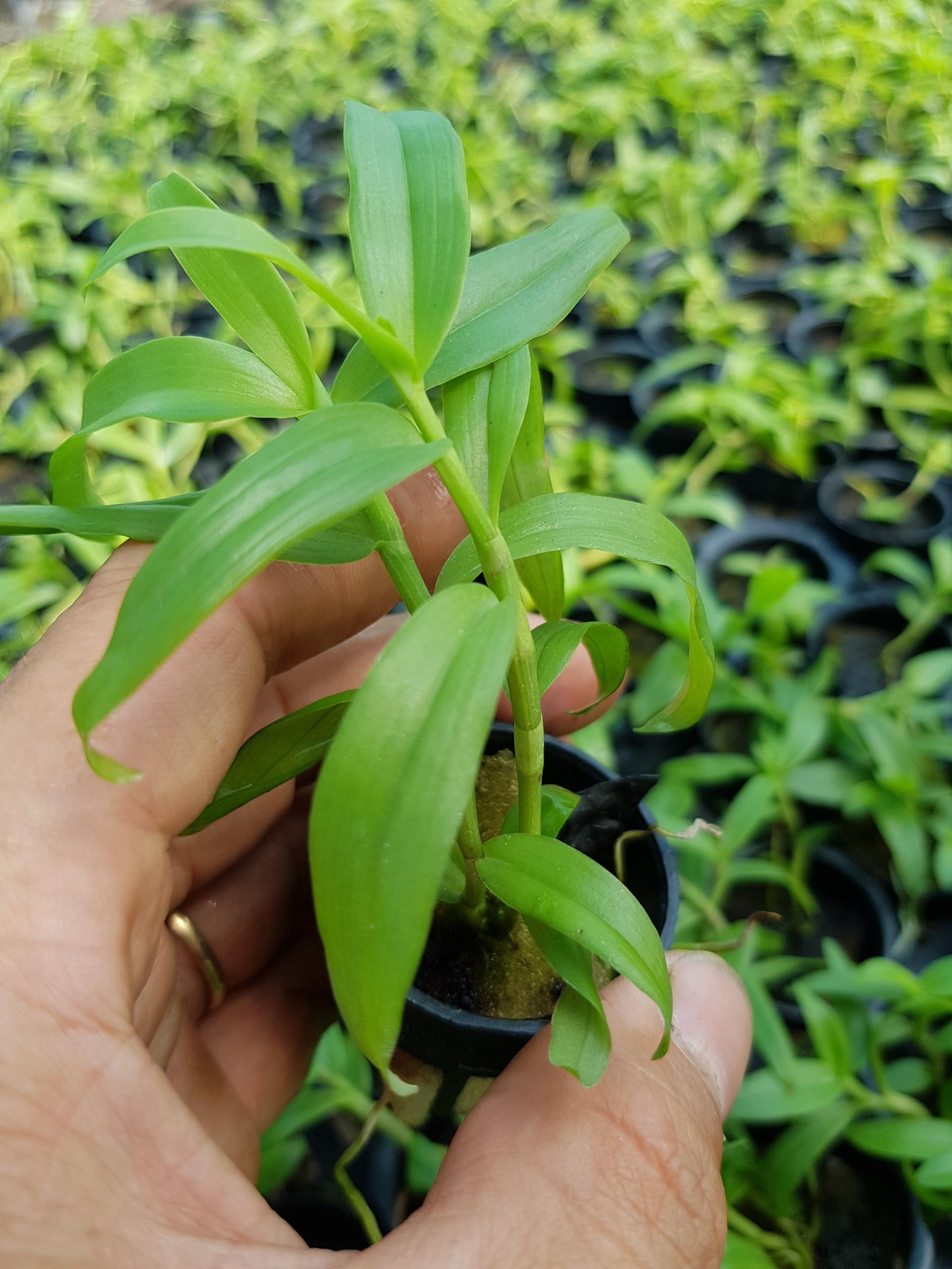 Giả hạc hông thái lan cây giống
