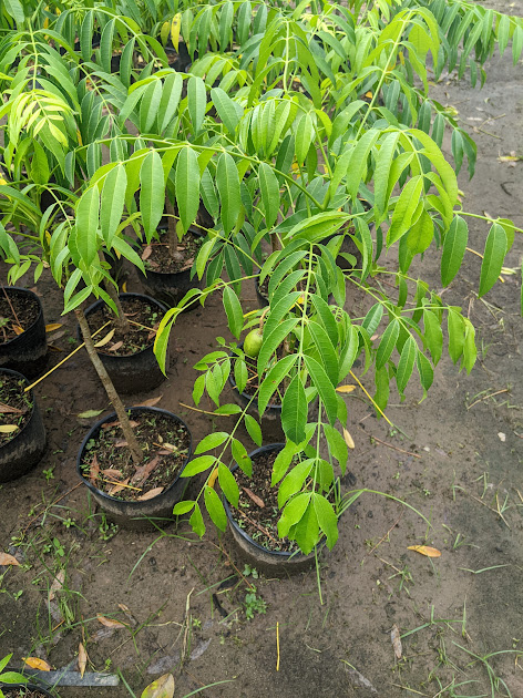 Cây giống Cóc Thái trồng chậu , có bông sẵng