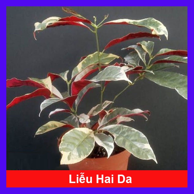 Cây liễu 2 da - cây cảnh để bàn - cây cảnh mini - cây cảnh trong nhà - hkpq
