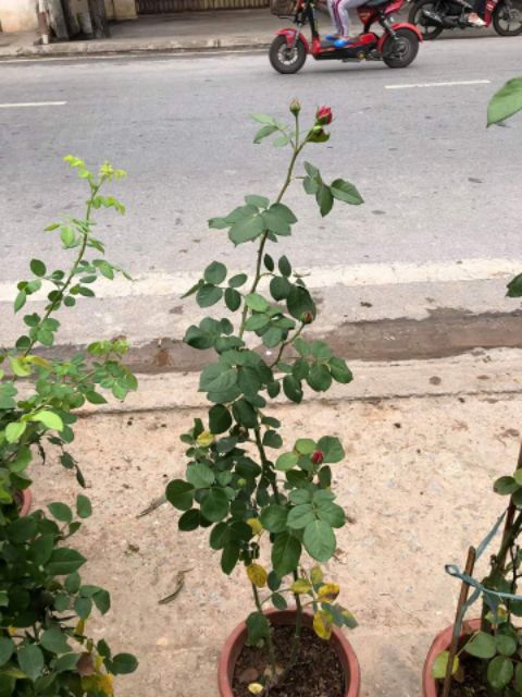 [ Xả - Cắt Lỗ ] Hoa Hồng Leo Red Eden