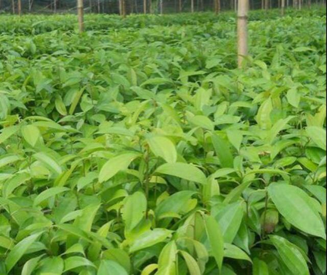 Cây quế - cây giống cao khoảng 40-50cm