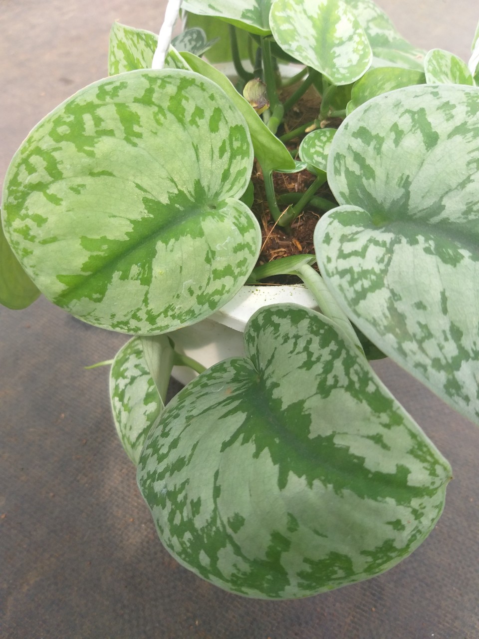Cây trầu bà lụa - Silver Pothos chậu treo