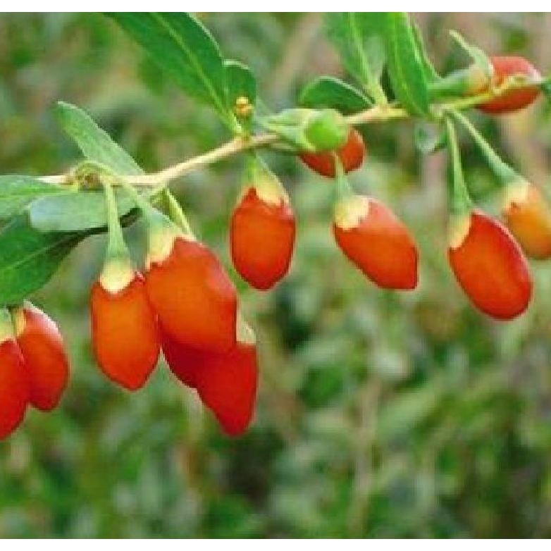 Hạt Giống Quả Câu Kỷ Tử