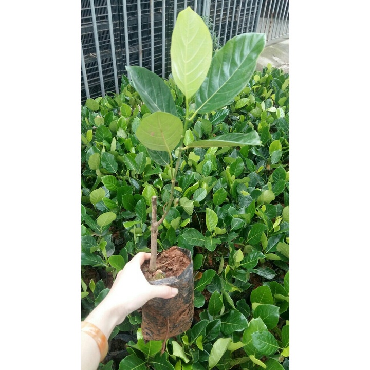 CÂY GIỐNG MÍT THÁI SIÊU SỚM CHANGAI