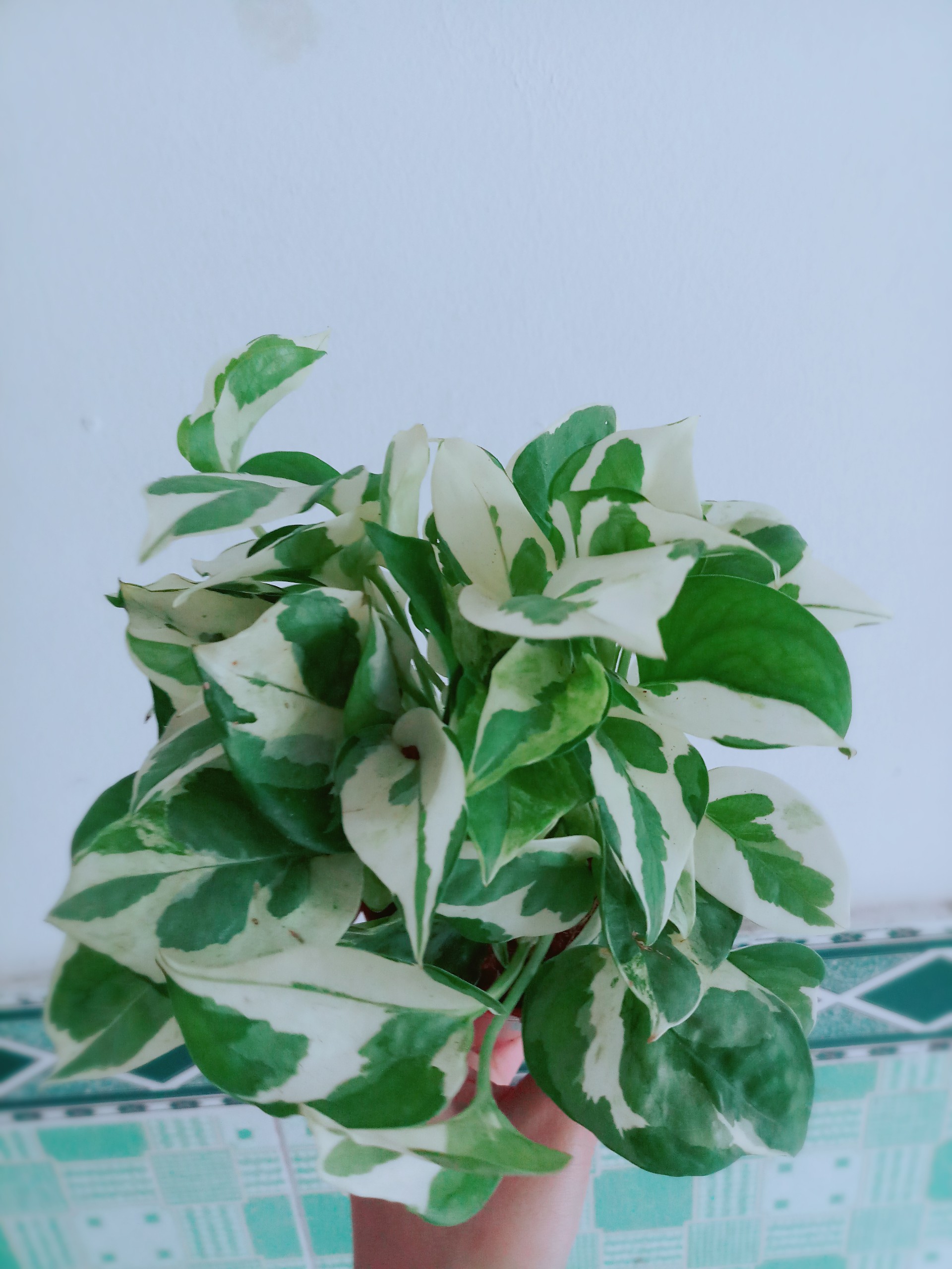 Trầu Bà Sữa