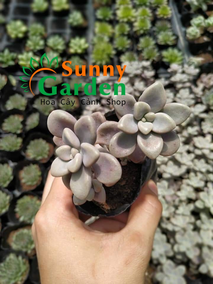 Sen Đá Sỏi Hồng