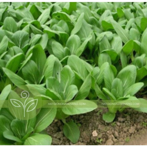 Hạt giống rau cải chíp