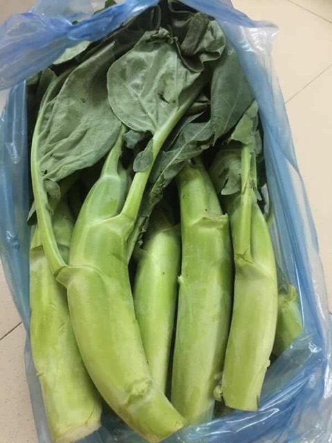 Hạt Giống Cài Ngồng Lan Cai Cai