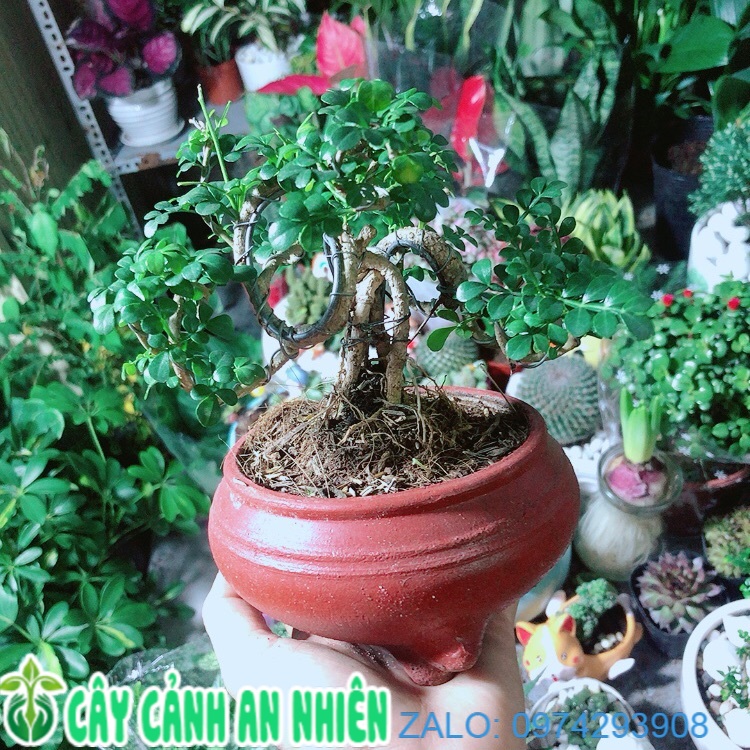 Chậu Cây Cần Thăng Bonsai