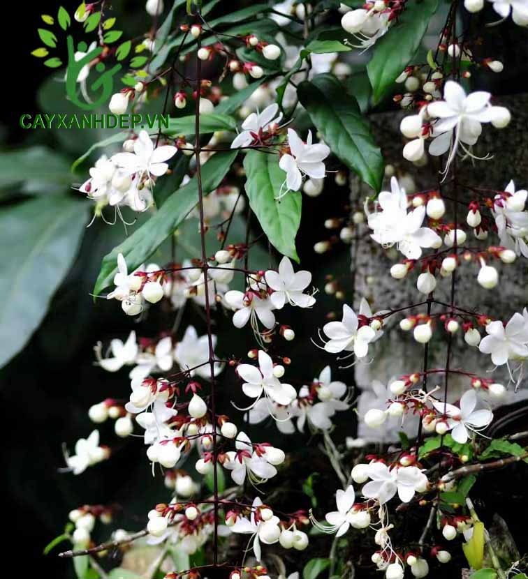 COMBO 2 BẦU CÂY GIỐNG " Dạ Ngọc Minh Châu " – hoa chơi tết mang lại tài lộc