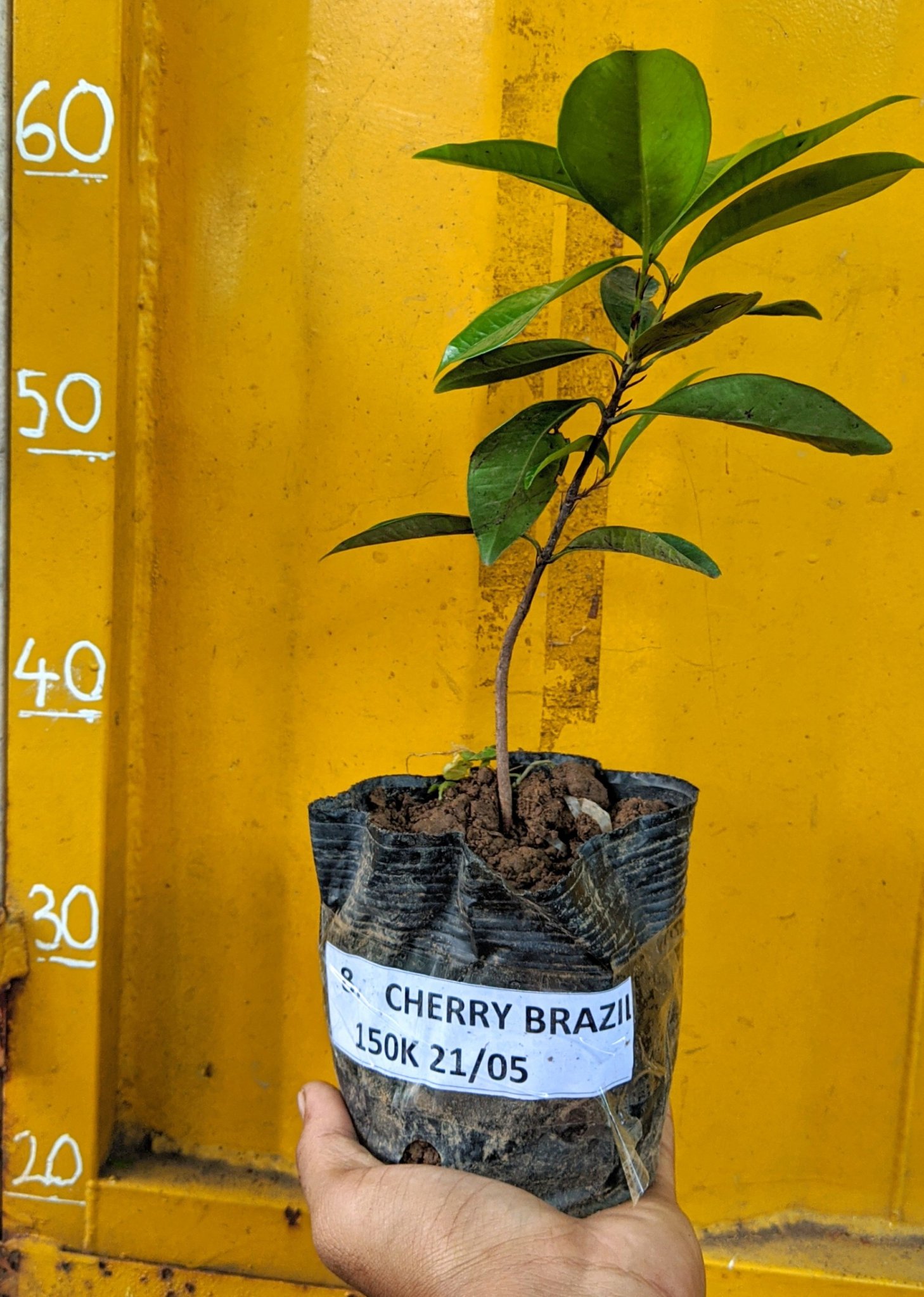 Cây Cherry Brazil