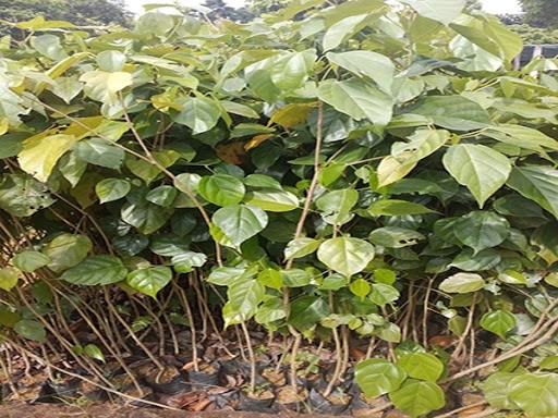 Cây giống gỗ nghiến - 676767