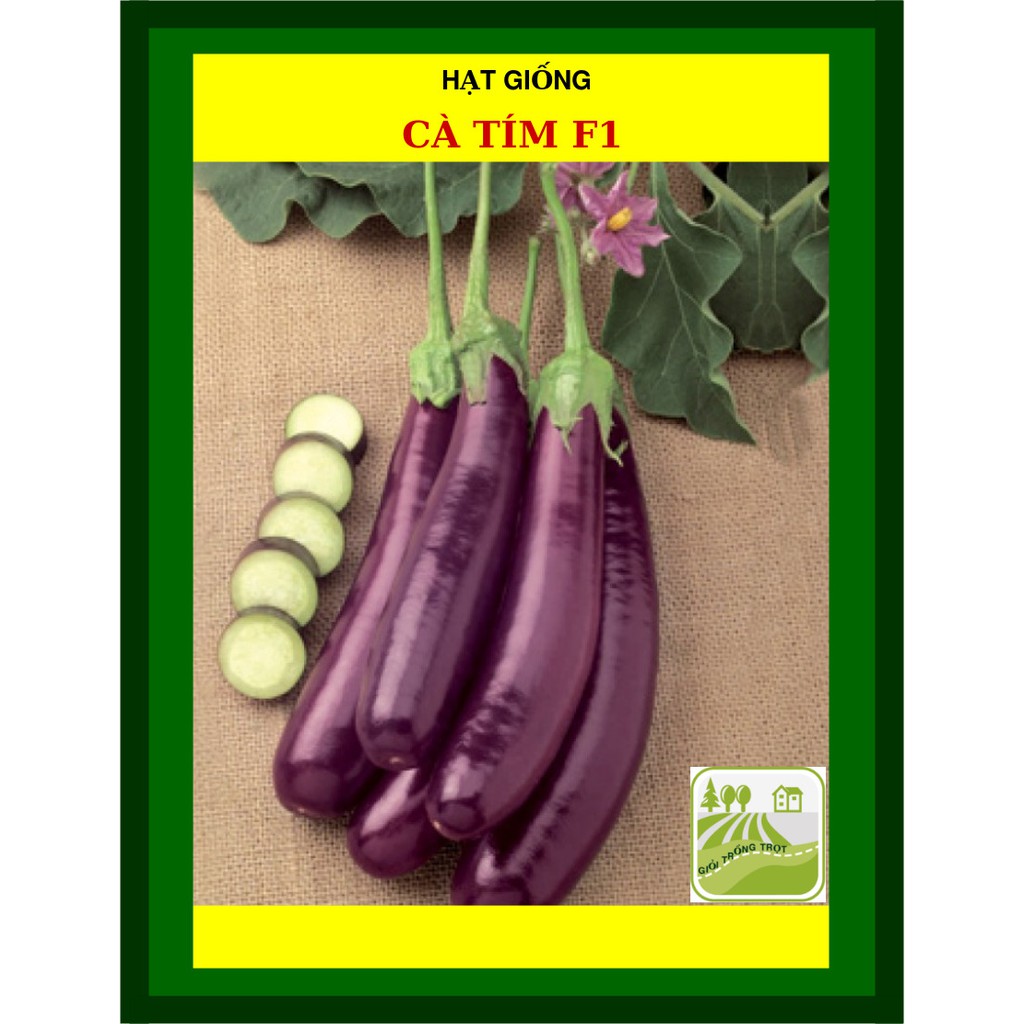 1G - Hạt Giống Cà Tím