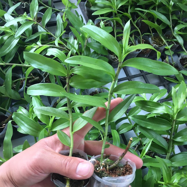[Viện Nghiên Cứu Di Chuyền Nông Nghiệp] Lan giả hạc pháp